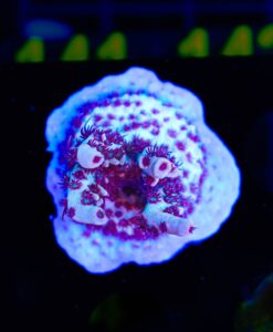 Red Robin Acropora Frag (A11)