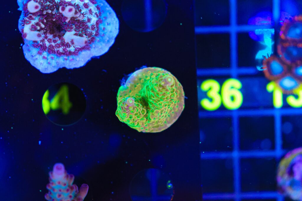 Frag Box Corals