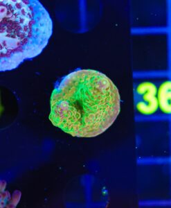 Lemon Lime Acropora Frag (A9)