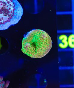 Lemon Lime Acropora Frag (A9)