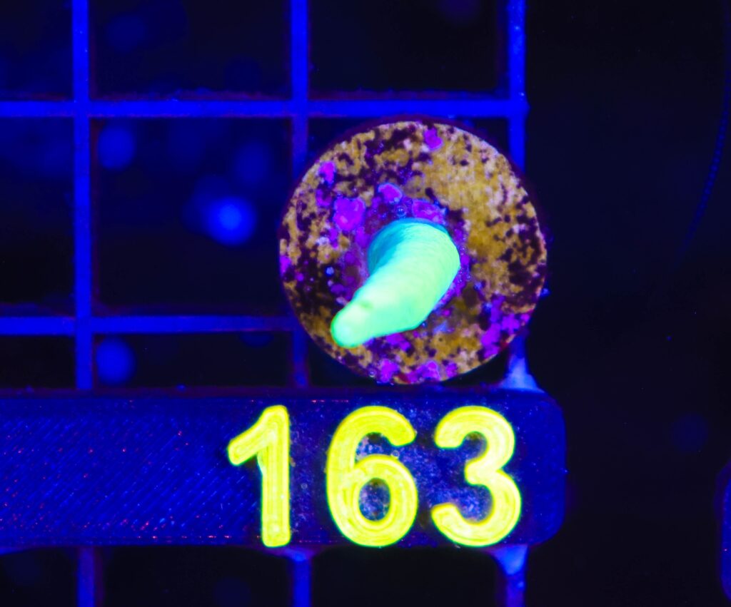 Frag Box Corals