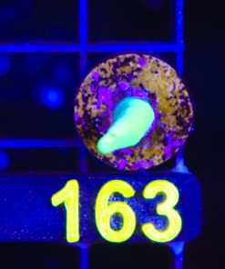 Wysiwyg Acropora Caronliana Frag *rare* [F163]