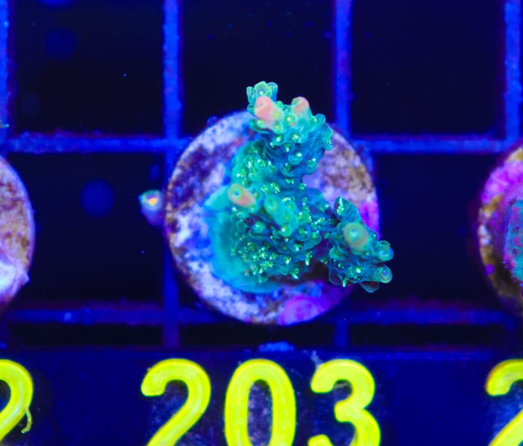 Frag Box Corals