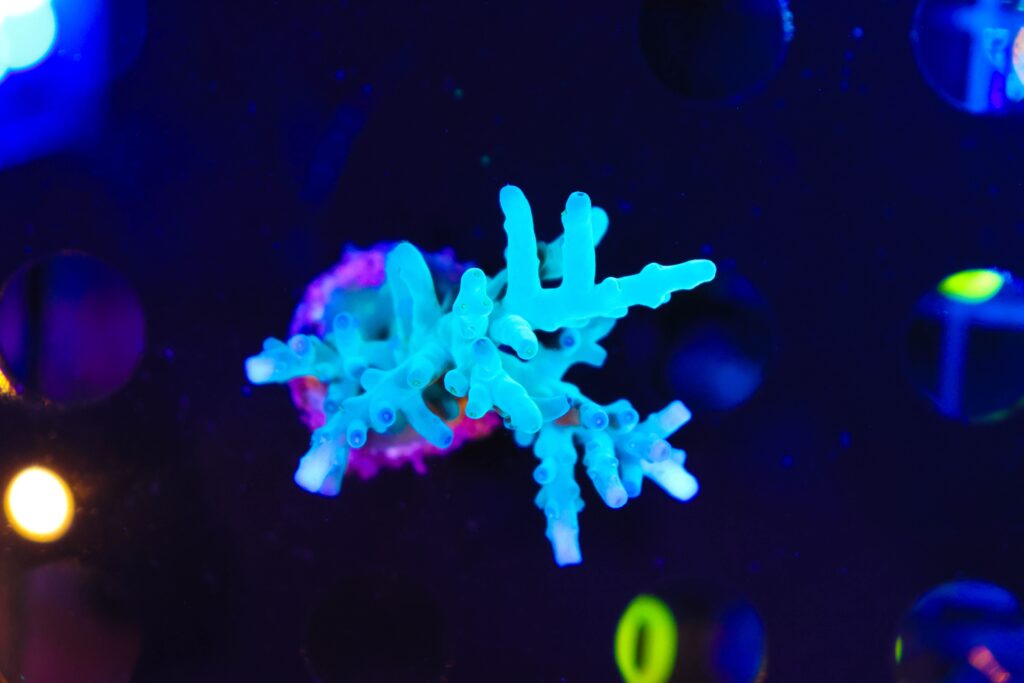 Frag Box Corals