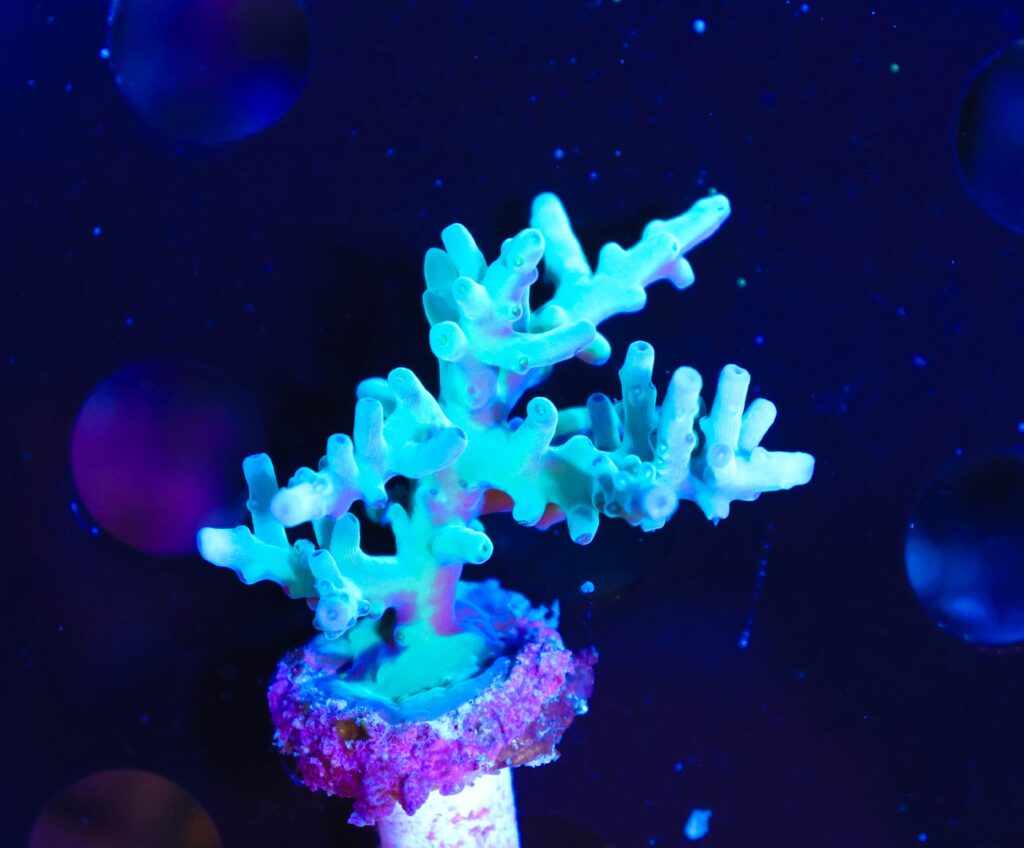 Frag Box Corals