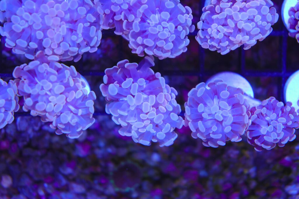 Frag Box Corals