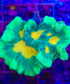 Space Invader Pectinia