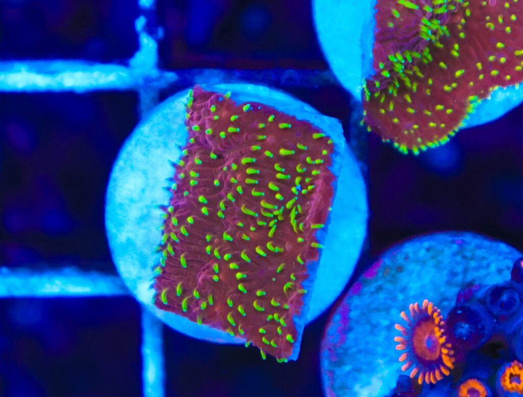 Frag Box Corals