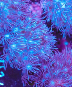 Blueberry Flowepot Coral Frag (March's secret basement coral stash)