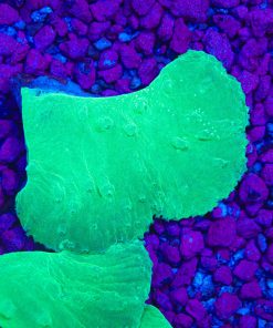 Electric Green Cabbage Coral Frag (SH)