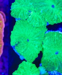 Mean Green Machine Mushroom Frag (SH) Super bright green color