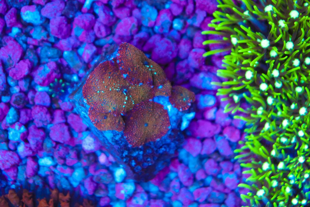 Frag Box Corals