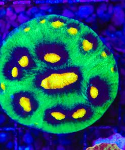 Wysiwyg Raja Rampage Mini Colony (March's secret basement coral stash)  *free shipping no minimum spend*