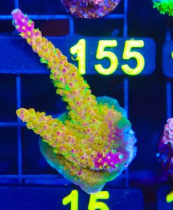Wyswiyg Massive Reef Raft Rainbow Loom Acropora [F151]***