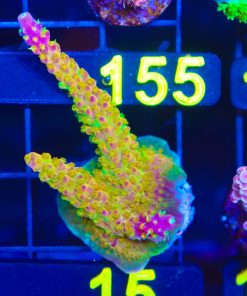 Reef Raft Rainbow Loom Acropora