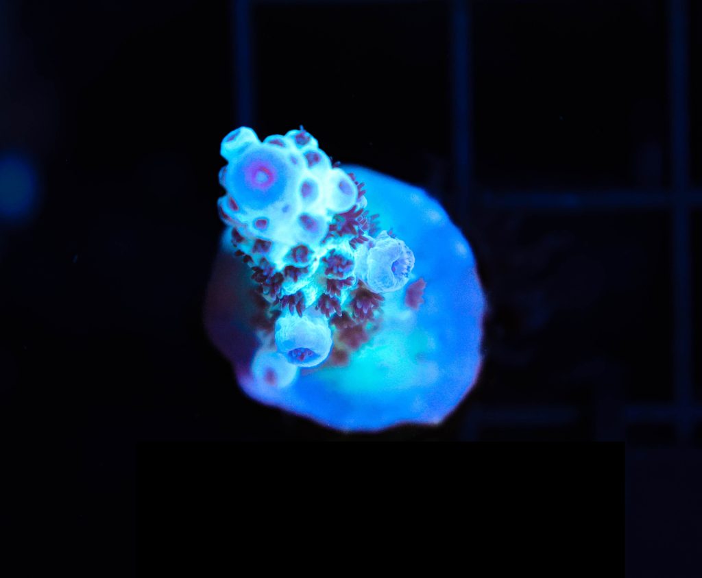 Frag Box Corals