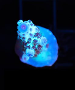 Wyswiyg Acropora Sarmentosa *rare species* [F152]***