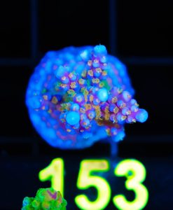 Wyswiyg ARC Fireworks Acropora [F153] ***