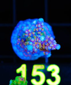 Wyswiyg ARC Fireworks Acropora [F153] ***