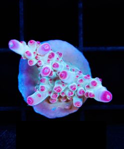 Reef Raft Twizzler Acropora Frag