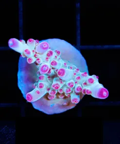 Reef Raft Twizzler Acropora Frag