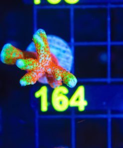 Forest Fire Digitata Frag (Row #72:B)