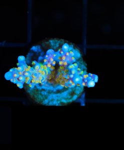 Wysiwyg Reef Raft Merlin Staff Acropora [F165]***
