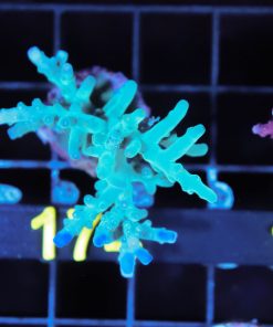 Wysiwyg Massive ORA Hawkins Enchinata Frag *rare* [F174]***