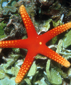 Small Yellow Tip Orange Starfish (Fromia Pacifica)