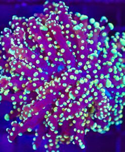 Wysiwyg Frogspawn Coral (C4)