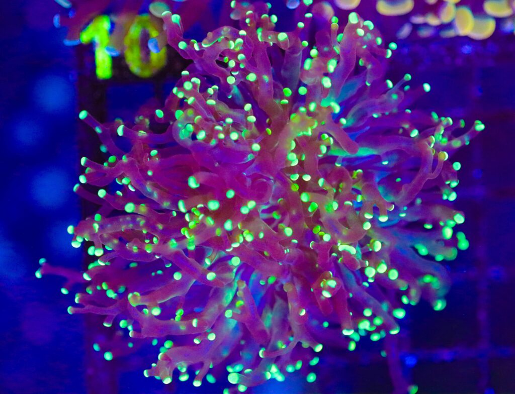 Frag Box Corals