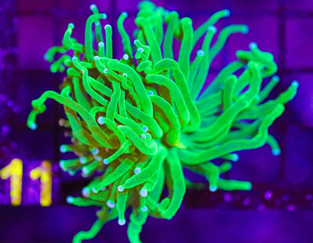 Frag Box Corals