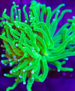 Space Torch Coral (C11)