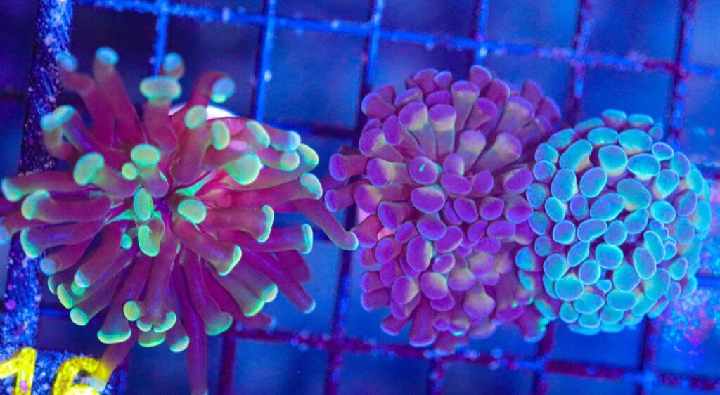 Frag Box Corals