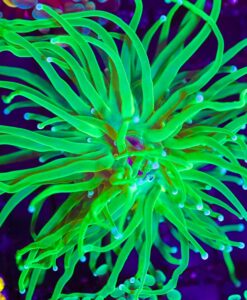 Wysiwyg Vibrant Green Torch Coral  (C18)