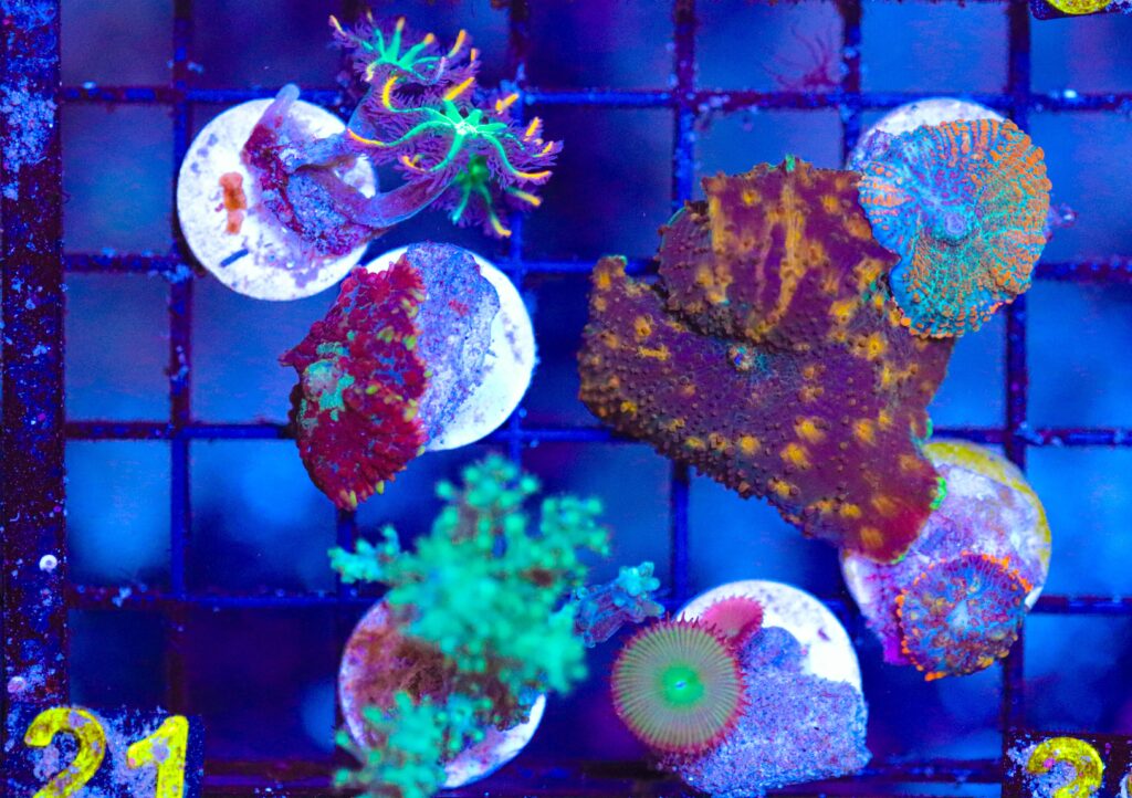 Frag Box Corals