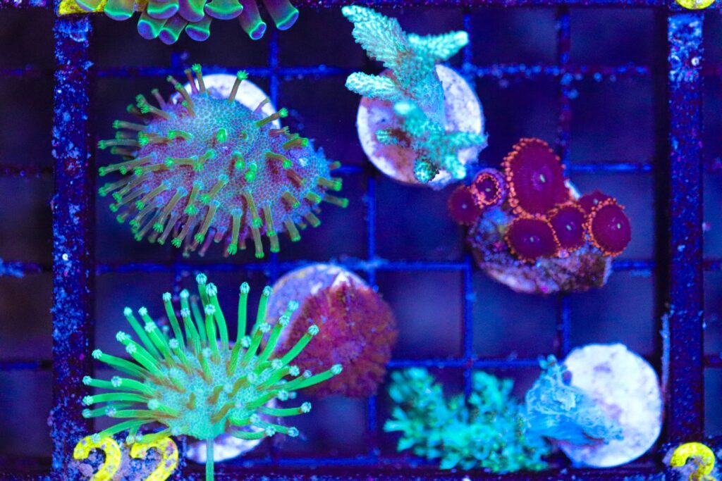 Frag Box Corals