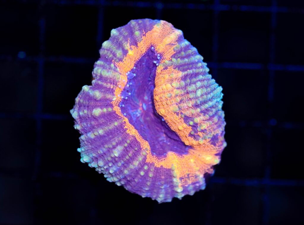 Frag Box Corals