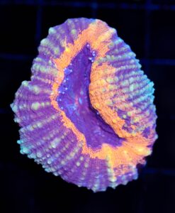 Lobophyllia Frag (C32)
