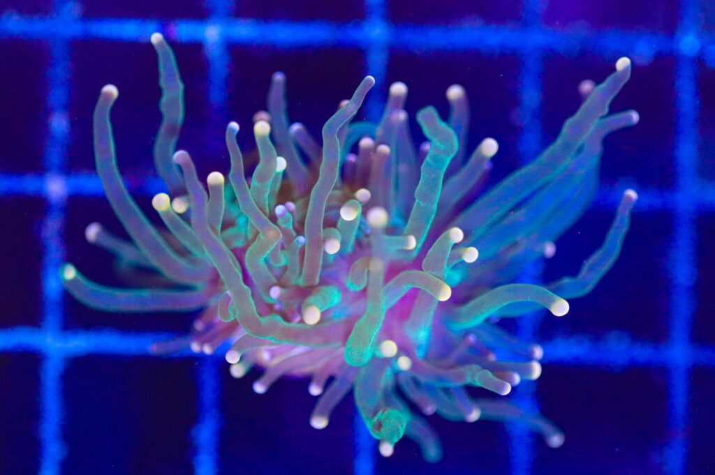 Frag Box Corals