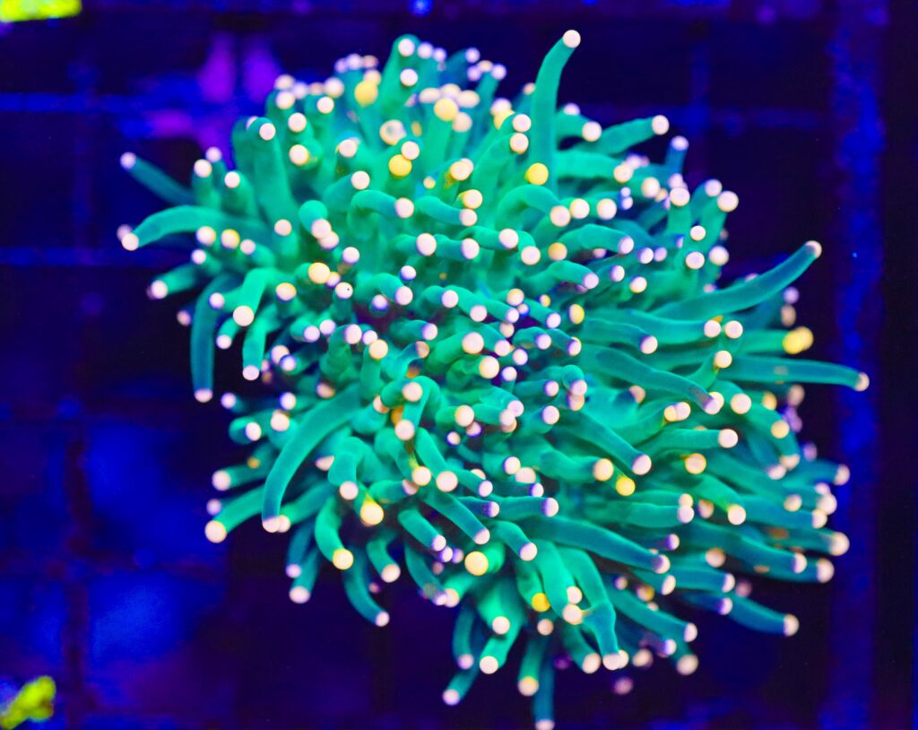 Frag Box Corals