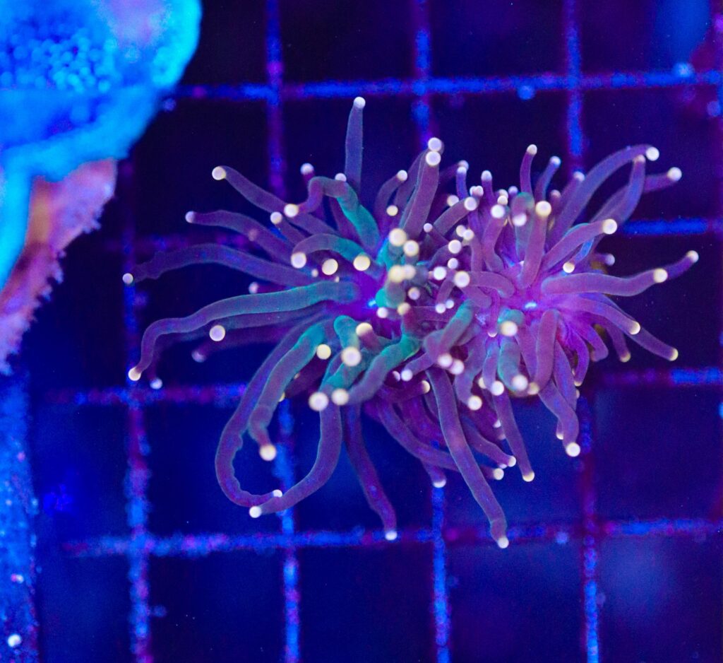 Frag Box Corals