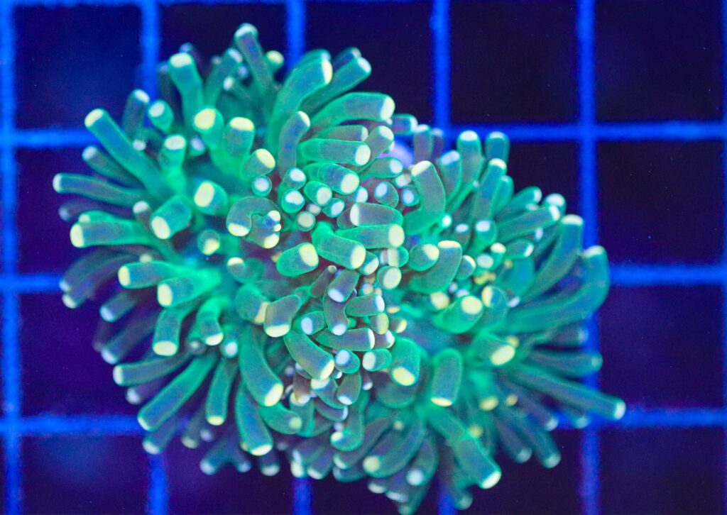 Frag Box Corals