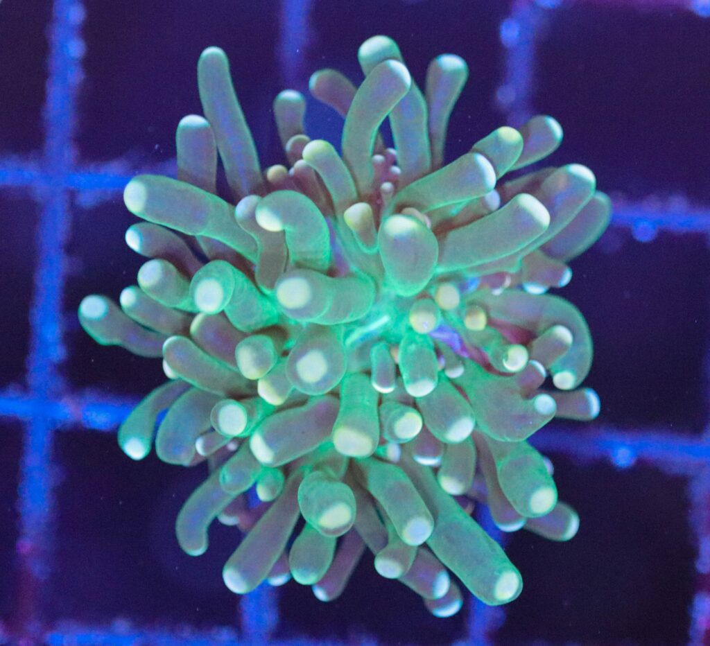 Frag Box Corals