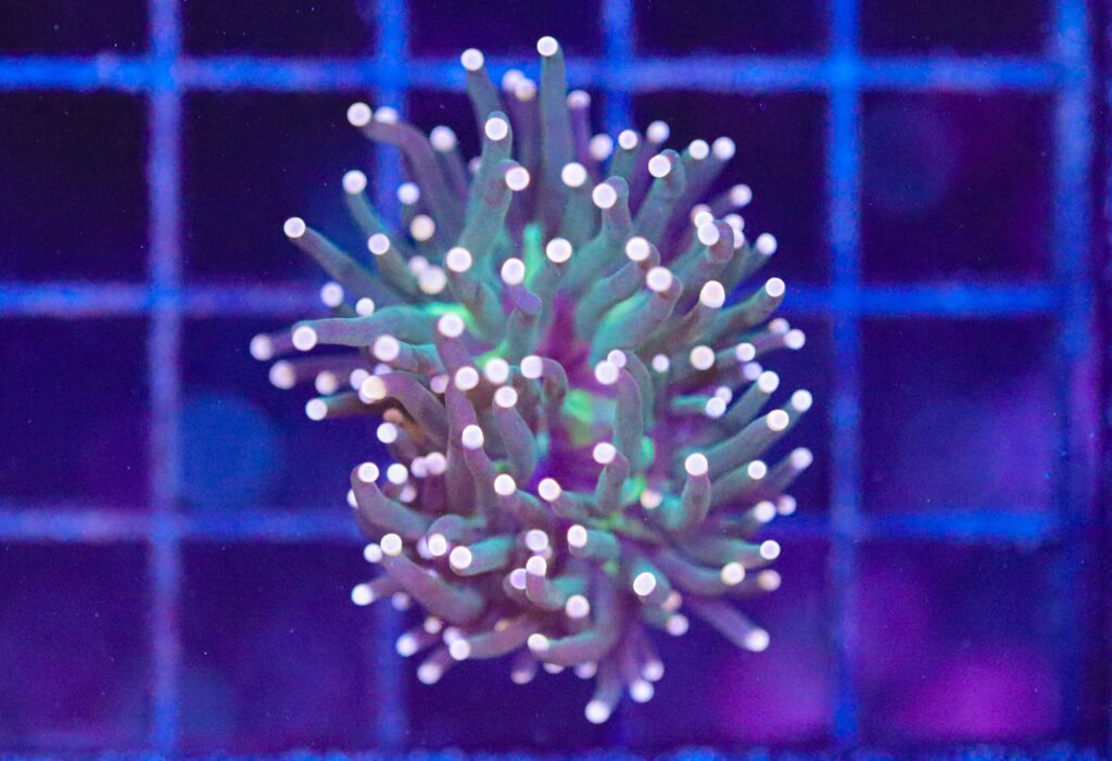 Frag Box Corals