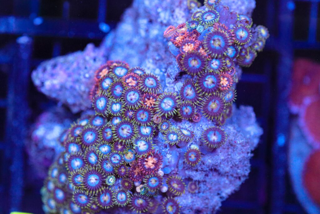 Frag Box Corals