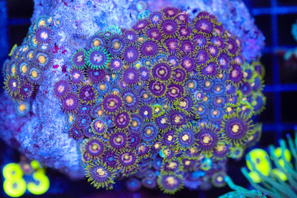 Frag Box Corals