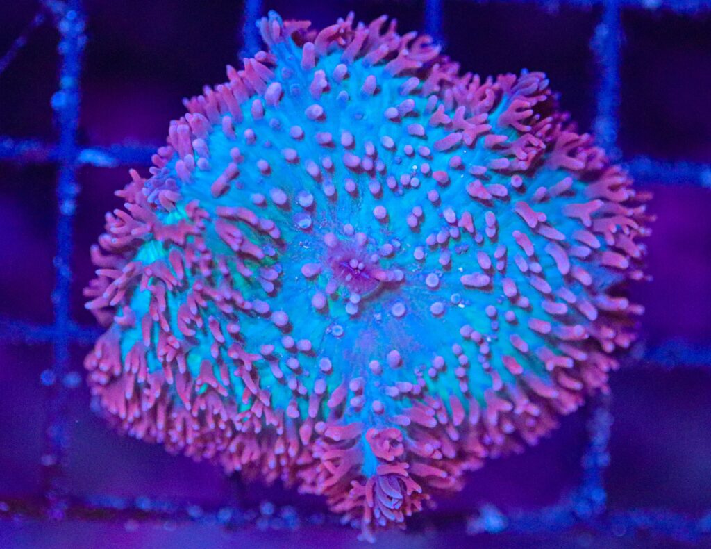 Frag Box Corals