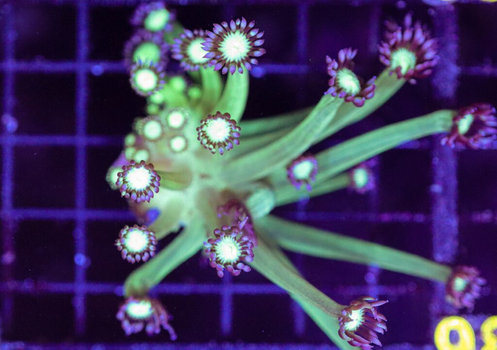 Frag Box Corals