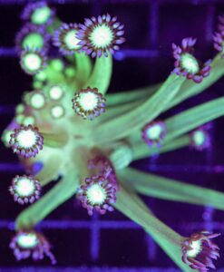 Wysiwyg Goniopora Coral (C88) Free Shipping Min $199 Livestock Spend